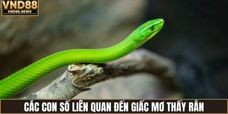 Nằm Mơ Thấy Rắn Đánh Con Gì? Cập Nhật Luận Giải Mới Nhất 3 Các con số liên quan đến giấc mơ thấy rắn