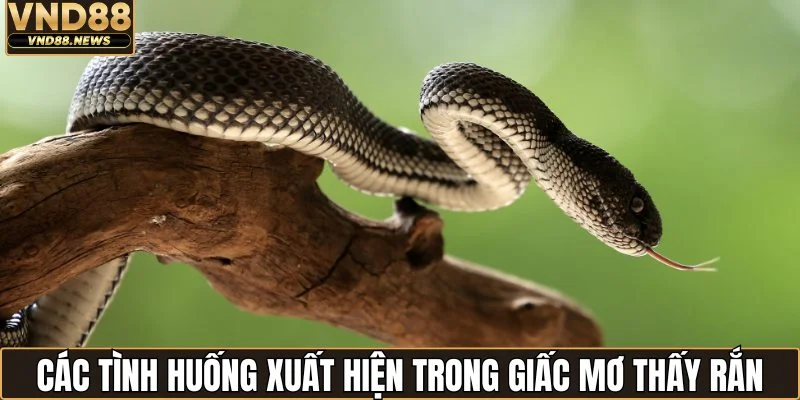 Nằm Mơ Thấy Rắn Đánh Con Gì? Cập Nhật Luận Giải Mới Nhất 2 Các tình huống xuất hiện trong giấc mơ thấy rắn