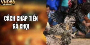 Cách Chấp Tiền Gà Chọi - Phương Pháp Hay Từ Cao Thủ