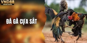 Đá Gà Cựa Sắt - Theo Dõi Những Trận Thư Hùng Hấp Dẫn