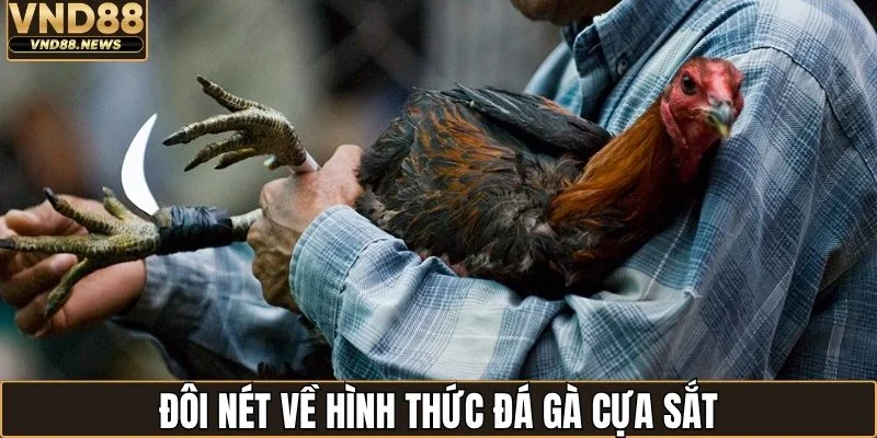Đá Gà Cựa Sắt - Theo Dõi Những Trận Thư Hùng Hấp Dẫn 1 Đôi nét về hình thức đá gà cựa sắt