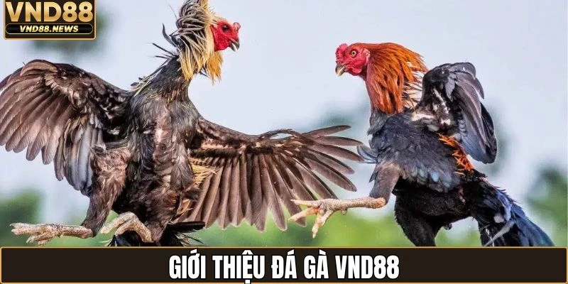 Giới thiệu sơ nét về loại hình đá gà VND88