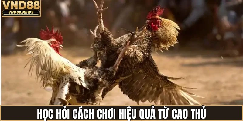 Cách Chấp Tiền Gà Chọi - Phương Pháp Hay Từ Cao Thủ 3 Học hỏi cách chơi chấp tiền hiệu quả từ cao thủ