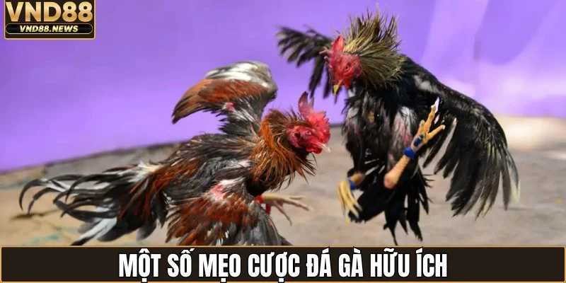Đá Gà Cựa Sắt - Theo Dõi Những Trận Thư Hùng Hấp Dẫn 3 Một số mẹo cược đá gà hữu ích