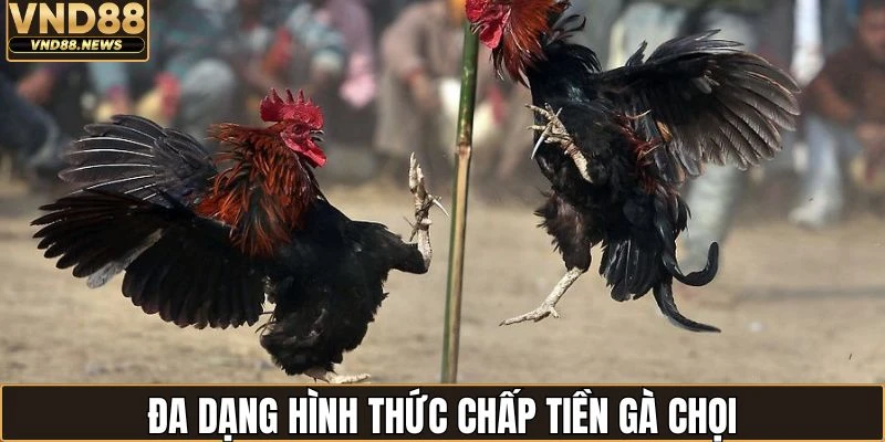 Cách Chấp Tiền Gà Chọi - Phương Pháp Hay Từ Cao Thủ 2 Người chơi có đa dạng hình thức chấp tiền gà chọi