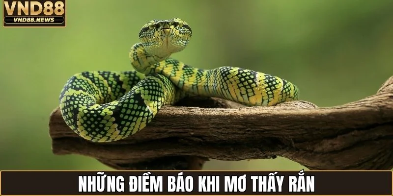 Nằm Mơ Thấy Rắn Đánh Con Gì? Cập Nhật Luận Giải Mới Nhất 1 Những điềm báo khi mơ thấy rắn
