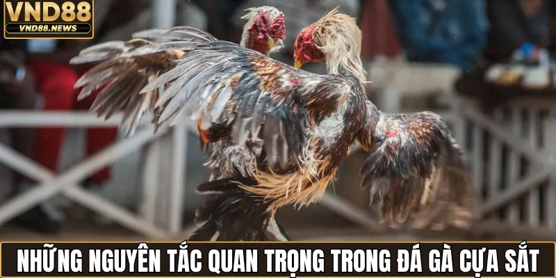 Đá Gà Cựa Sắt - Theo Dõi Những Trận Thư Hùng Hấp Dẫn 2 Những nguyên tắc quan trọng trong đá gà cựa sắt
