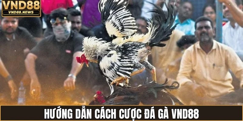 Thành viên cần nắm rõ cách tham gia cược chọi kê
