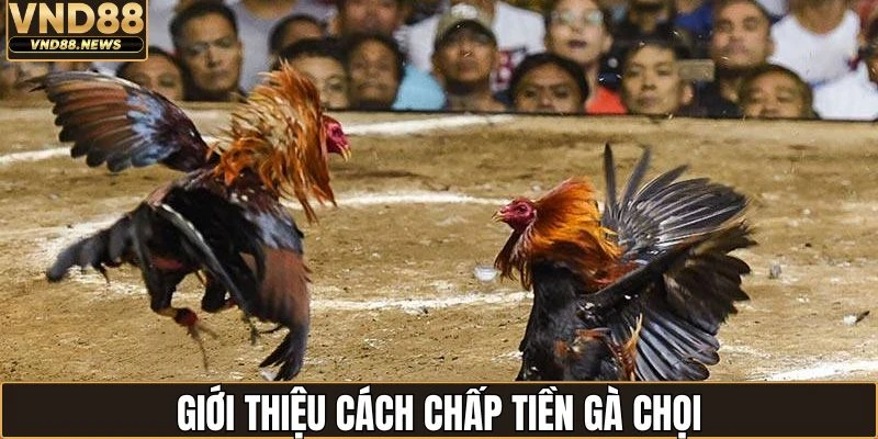 Cách Chấp Tiền Gà Chọi - Phương Pháp Hay Từ Cao Thủ 1 Tổng quan về cách chấp tiền gà chọi